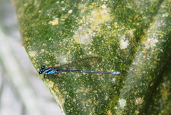 Argia oculata image
