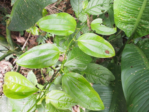 Lanceleaf greenbrier (Smilax domingensis)