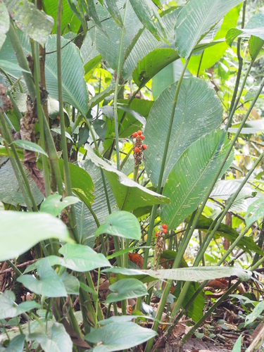 Goeppertia gymnocarpa (Goeppertia gymnocarpa)