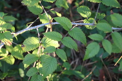 Rubus pinnatus