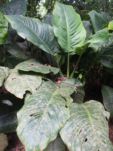 Image of Dieffenbachia nitidipetiolata by (c) Lena Struwe, some rights reserved (CC BY-SA)