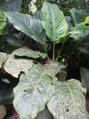 Dieffenbachia nitidipetiolata image