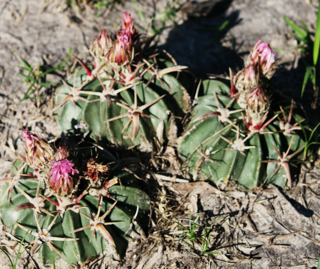 Horse Crippler Cactus from South Side, Corpus Christi, TX, USA on March 23, 2024 at 0951 AM by
