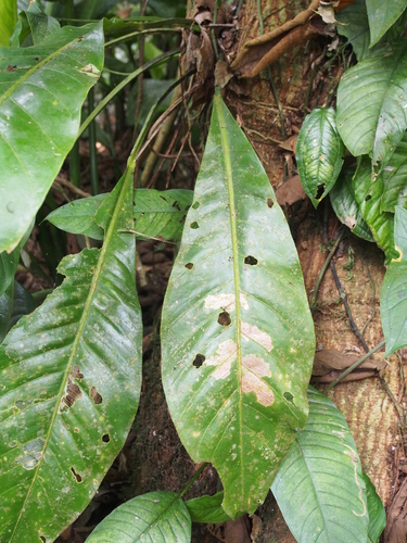Anthurium upalaense, photograph 3
