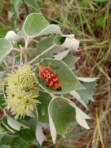 ocellated shield bug
