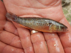 Dormitator maculatus