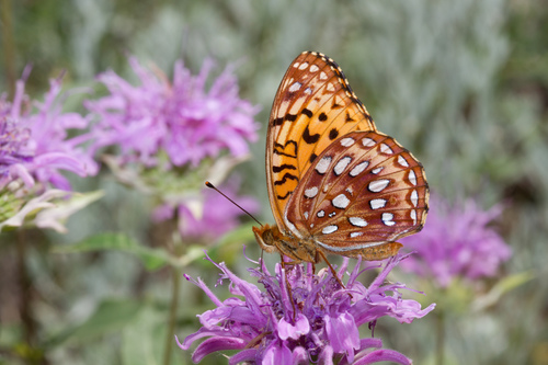 Aphrodite Fritillary