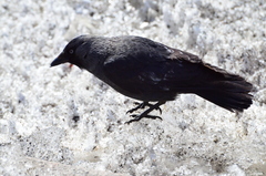 Corvus monedula