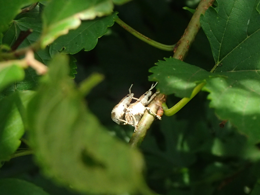 クワゾウムシのペア