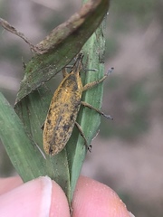 Lixus concavus
