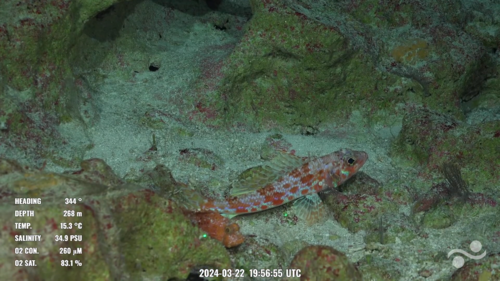 Smalleye flagfin (Hime microps) — Aulopidae