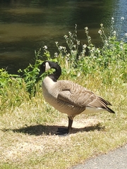 Branta canadensis