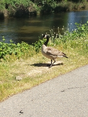 Branta canadensis