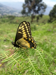 Papilio polyxenes americus