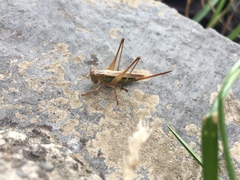 Conocephalus albescens