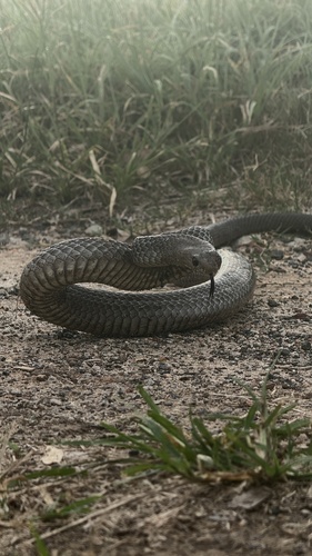 Eastern Brown Snake sighting