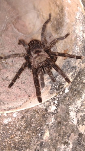 Photo of Exilis Bronze Tarantula (Dolichothele exilis)