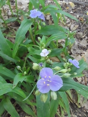 Tradescantia subaspera