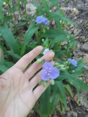 Tradescantia subaspera
