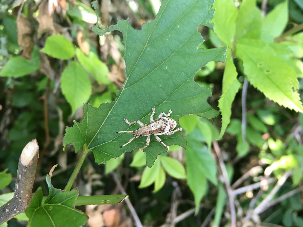 クワゾウムシの食痕