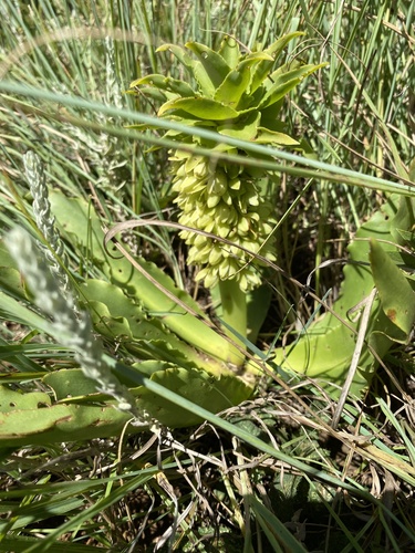 Eucomis autumnalis