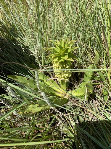 Eucomis autumnalis