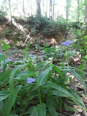 Tradescantia subaspera