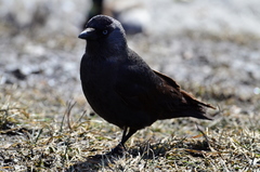 Corvus monedula