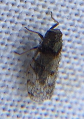 Tachycixius pilosus