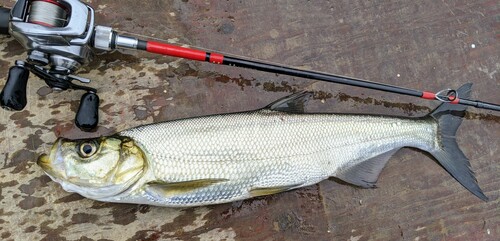 Topmouth culter (Culter alburnus) — Cyprinidae