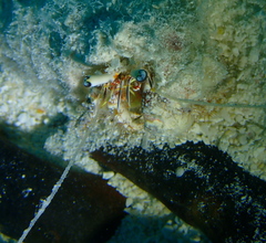 Dardanus scutellatus image