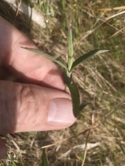 Eupatorium leucolepis