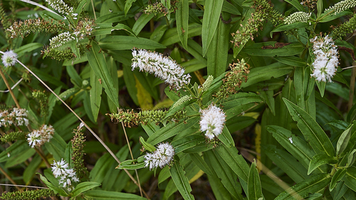 Veronica stricta