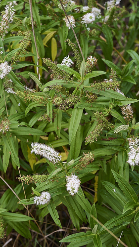 Veronica stricta