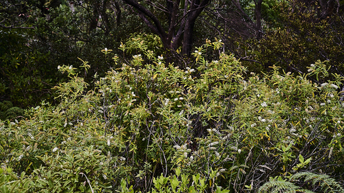 Veronica stricta