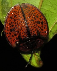 Eugenysa cuprifulgens