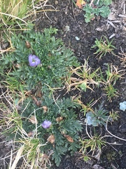 Nototriche longirostris