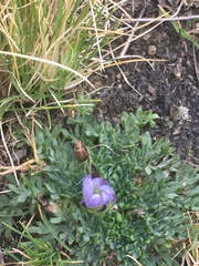 Nototriche longirostris