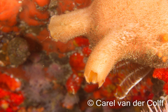Ascidia incrassata