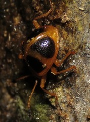 Corynomalus vestitus