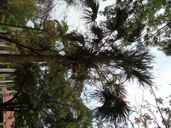 Yucca potosina
