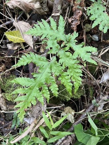 Tectaria gaudichaudii observed 2024-03-23