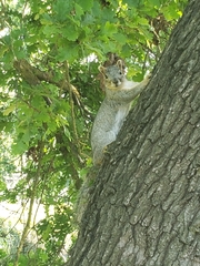 Sciurus niger