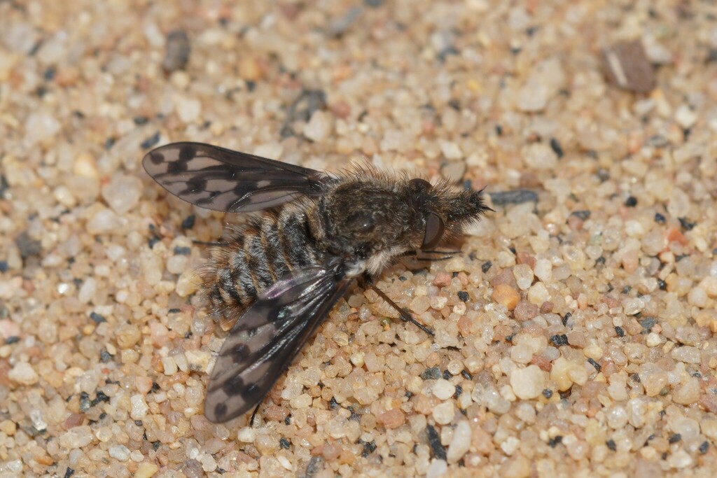 Cone-snout Bee Fly