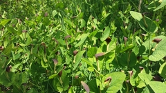 Aristolochia rotunda