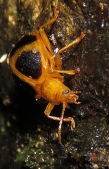 Corynomalus vestitus