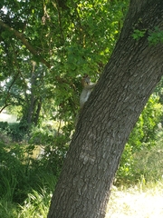 Sciurus niger