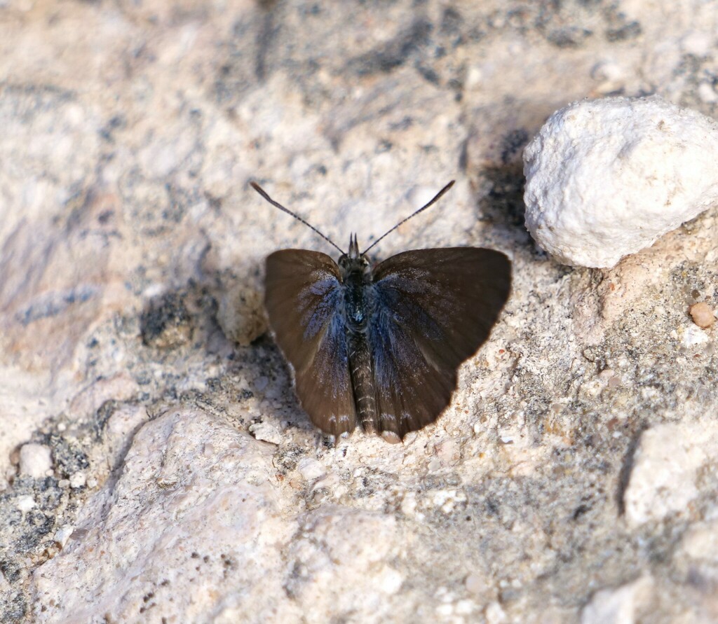 Theclinesthes from Milang SA 5256, Australia on March 24, 2024 at 11:35 ...