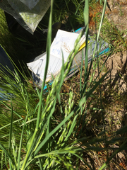 Bromus hordeaceus hordeaceus