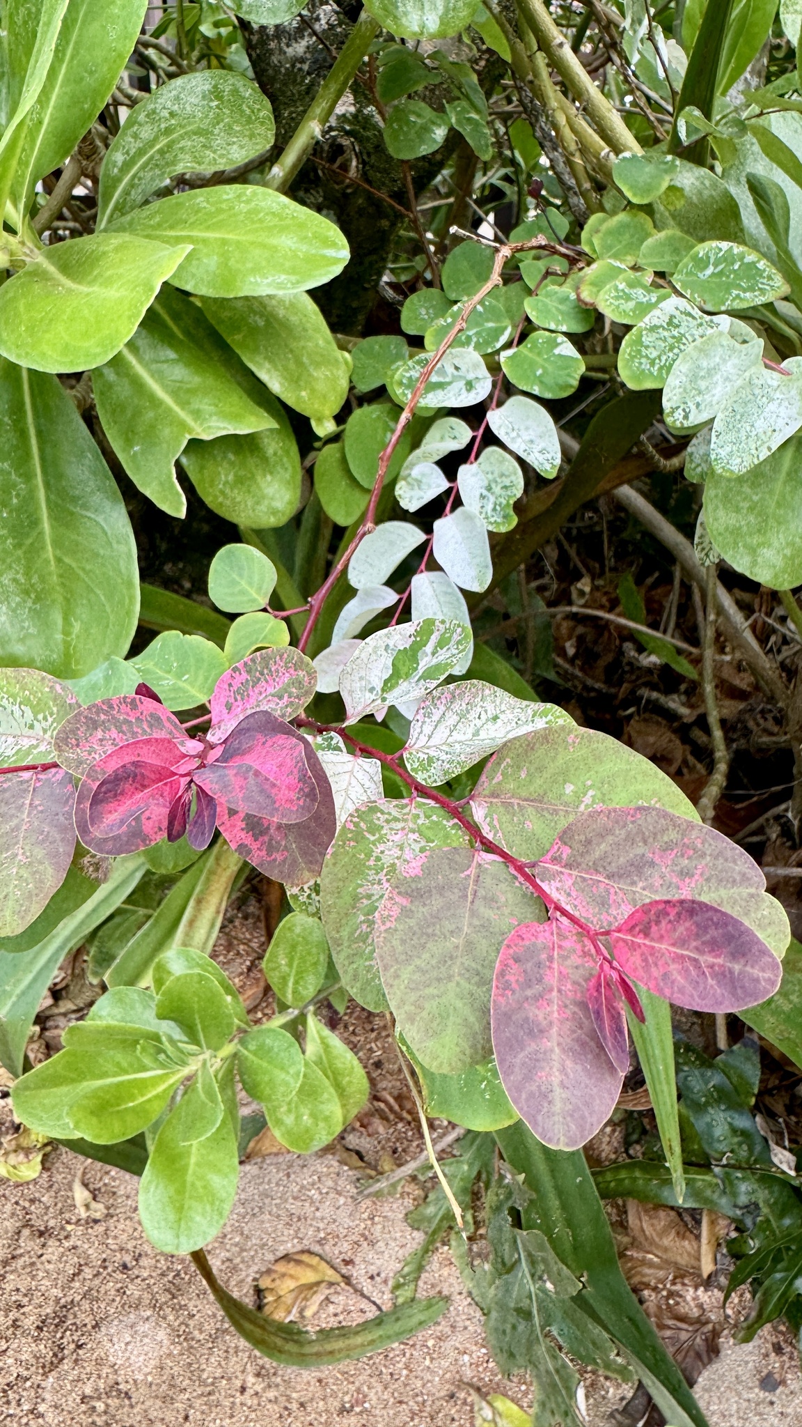 Imagem de Planta-fita